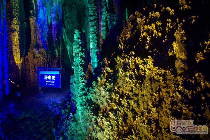 “清泉流齿怯初尝” 快来青神椪柑节体验苏东坡品橘之乐